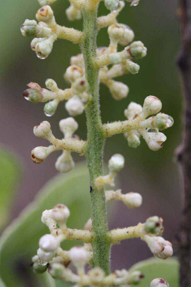              Inflorescence (Riverside, CA)       